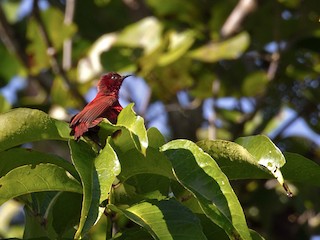 Männchen (Reddish) - Lars Petersson | My World of Bird Photography - ML264647281