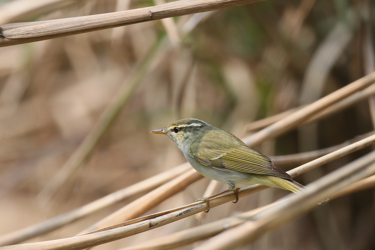 Eastern Crowned Warbler - Ting-Wei (廷維) HUNG (洪)
