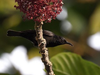  - Papuan Black Myzomela