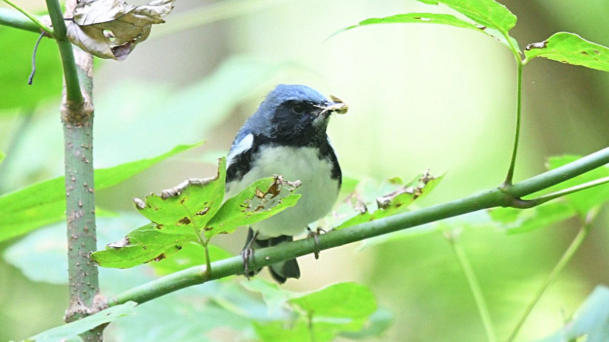 Black-throated Blue Warbler - ML264656571