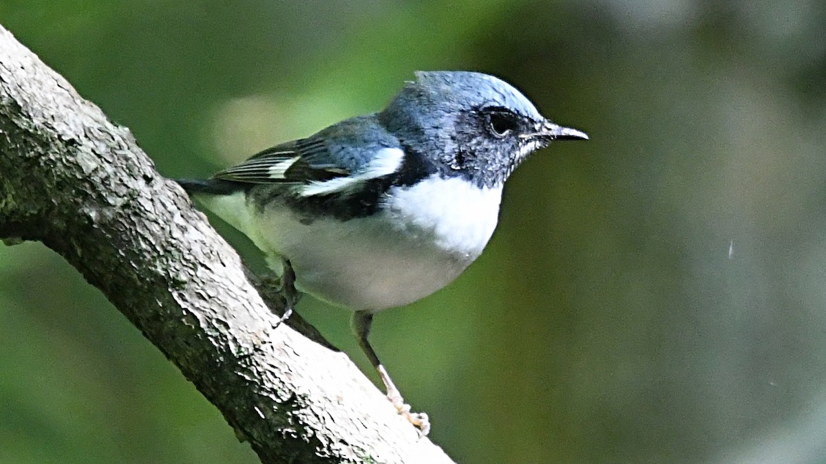 Black-throated Blue Warbler - ML264656631