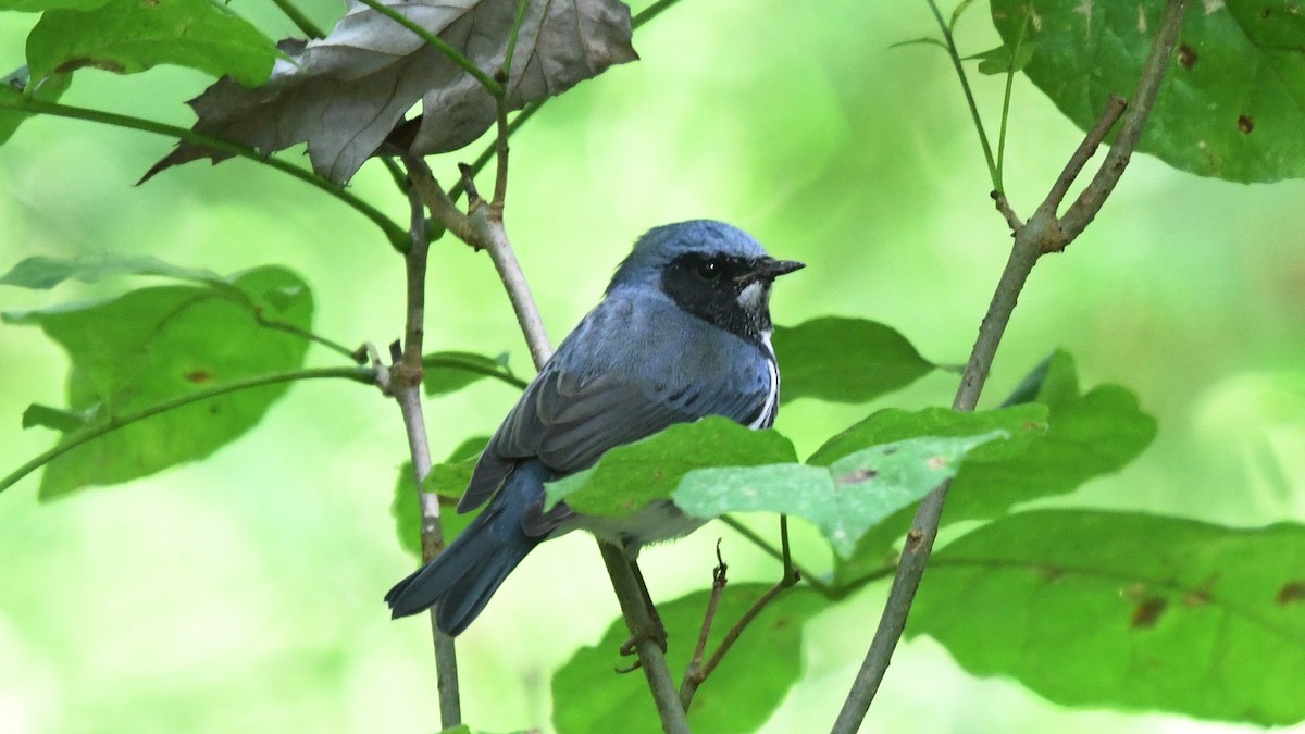 Black-throated Blue Warbler - Carl Winstead