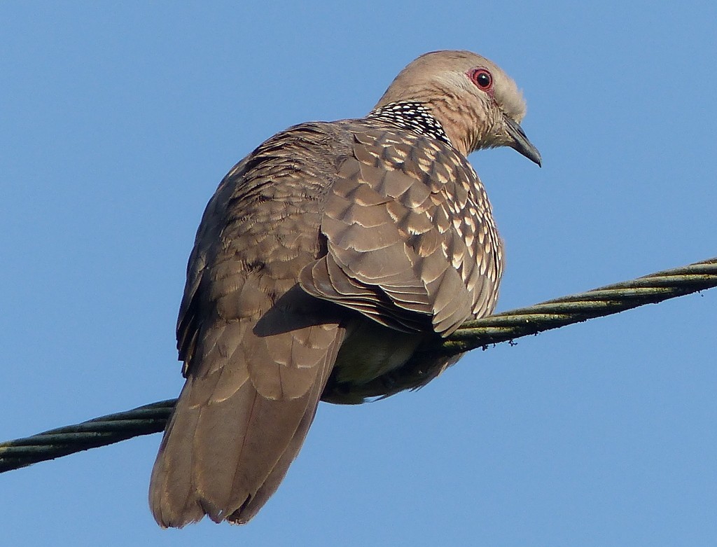 Spotted Dove - ML26465821
