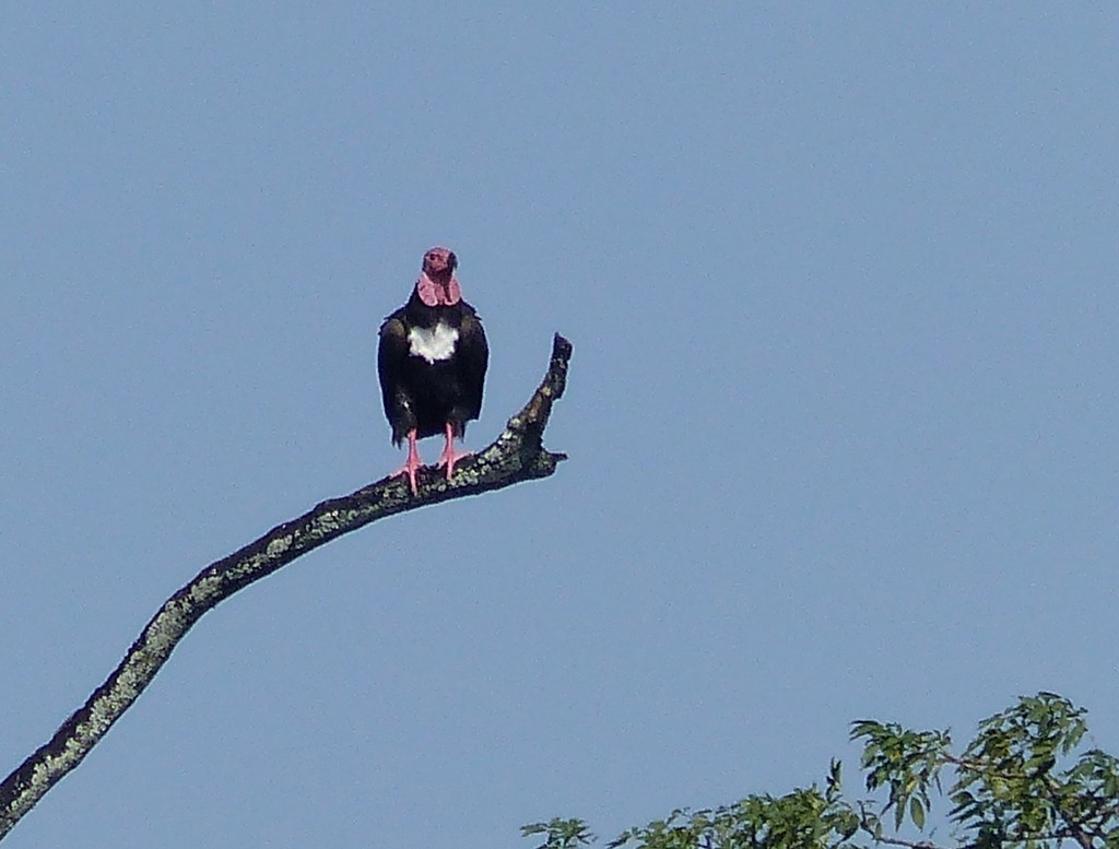 Red-headed Vulture - ML26465851