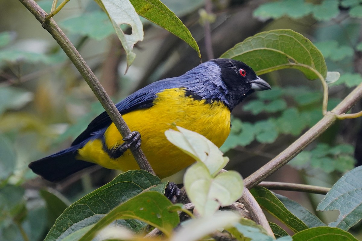Hooded Mountain Tanager - ML264662241