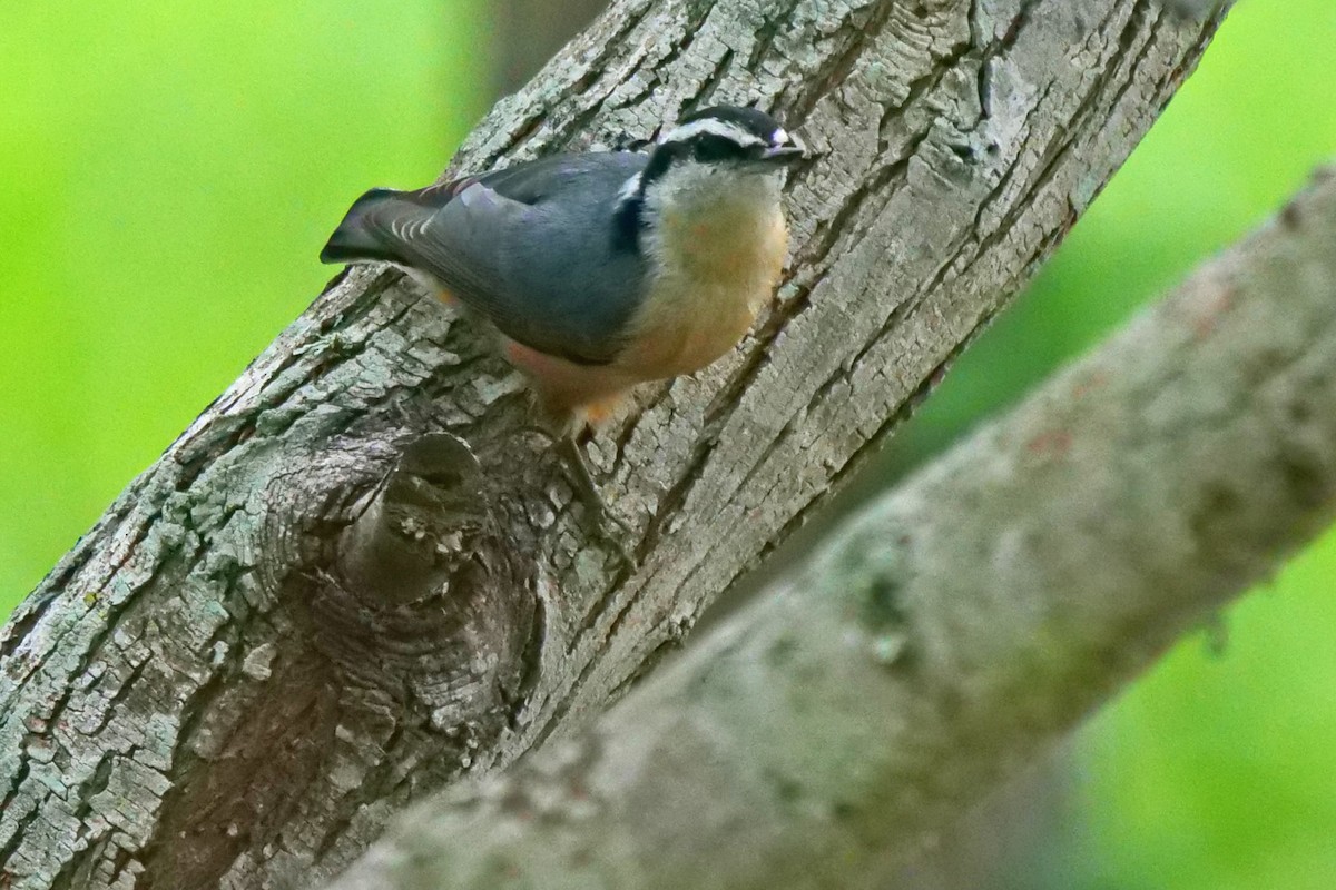 Red-breasted Nuthatch - Kristy Baker