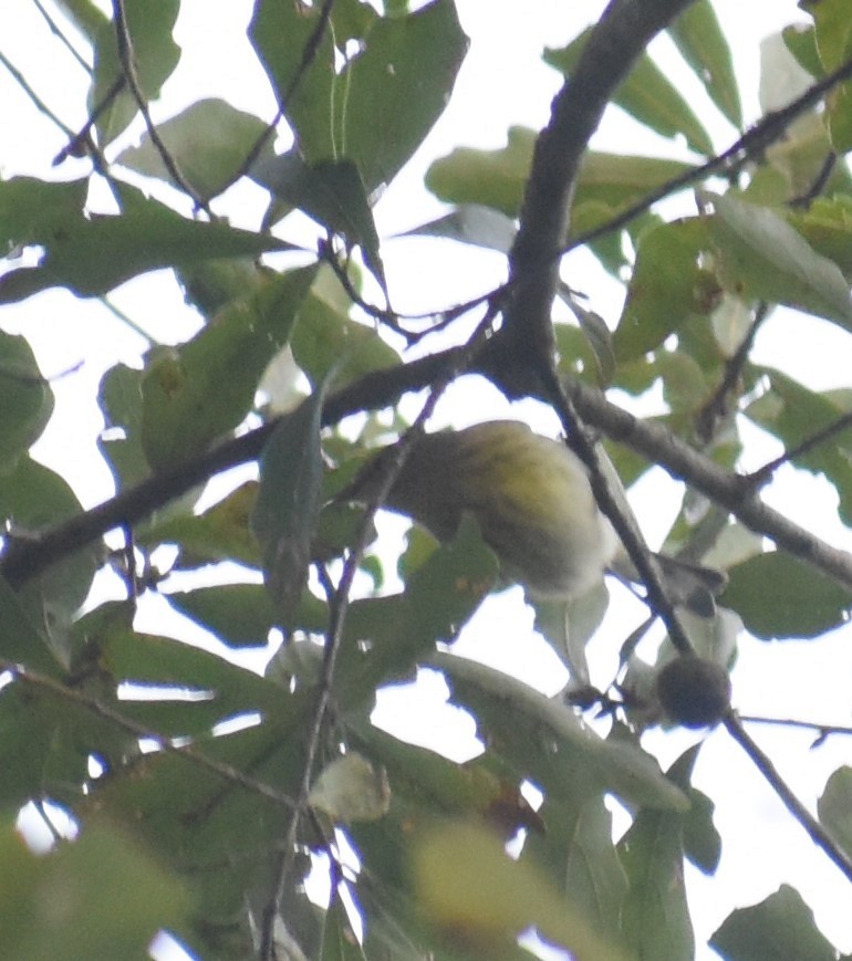 Cape May Warbler - ML264663191