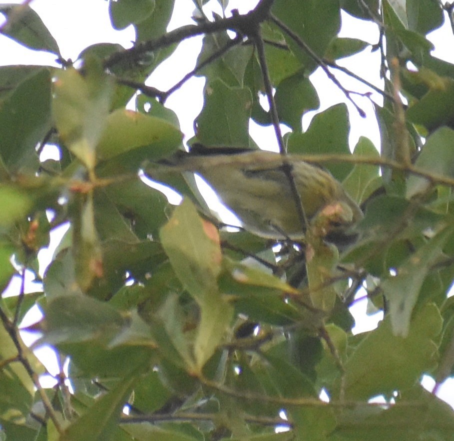 Cape May Warbler - ML264663201