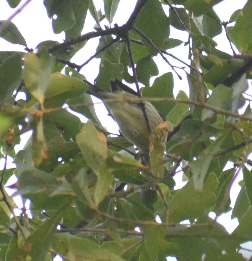 Cape May Warbler - ML264663211