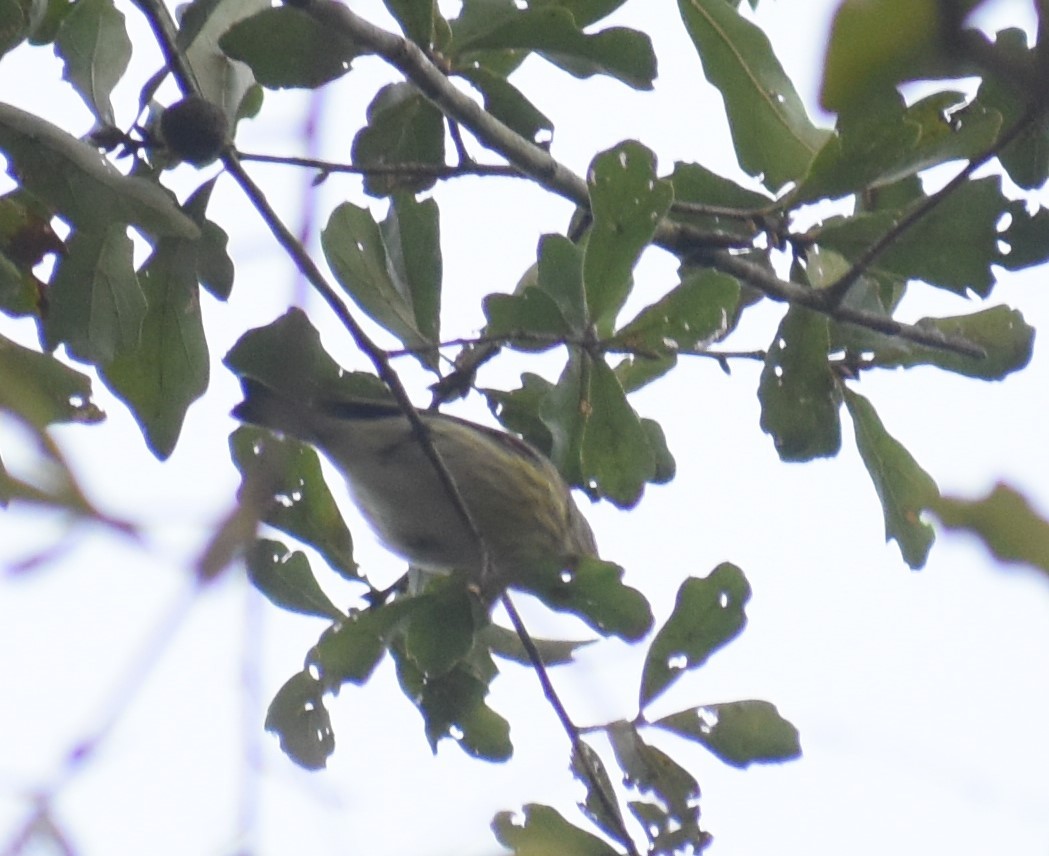 Cape May Warbler - ML264664411