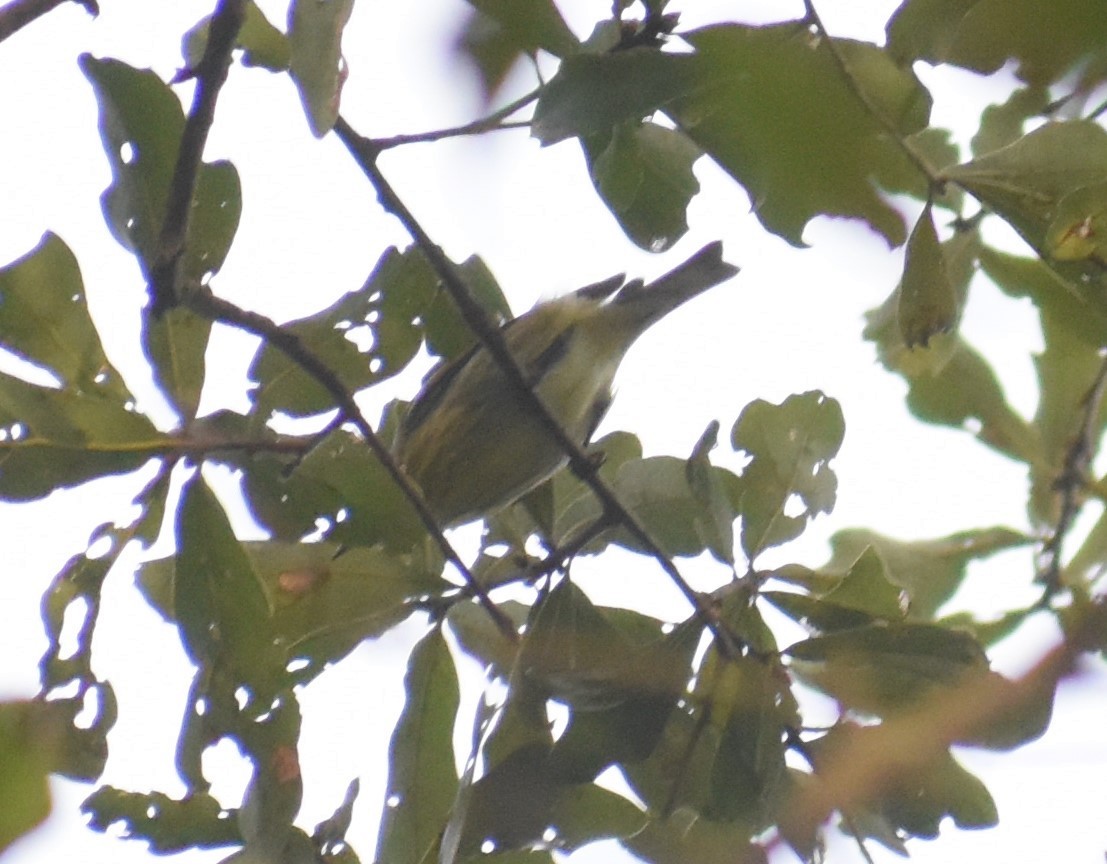 Cape May Warbler - ML264664421