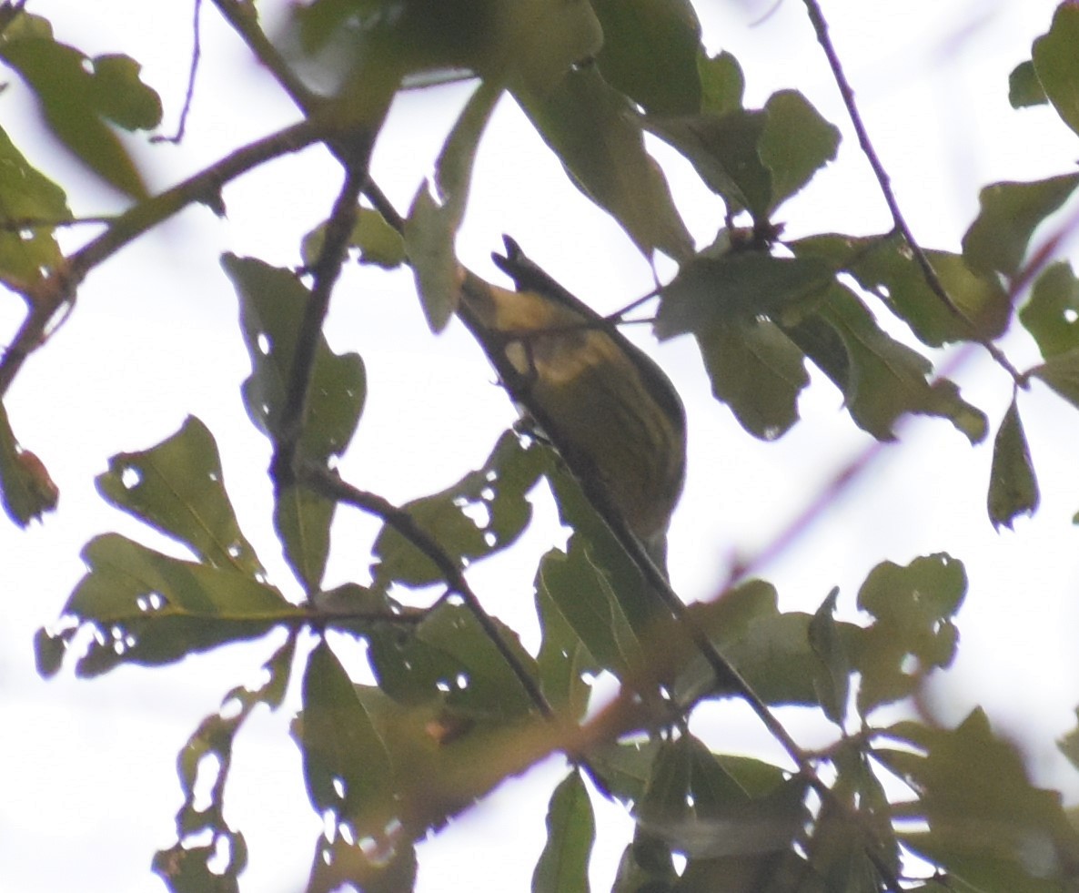 Cape May Warbler - ML264664431