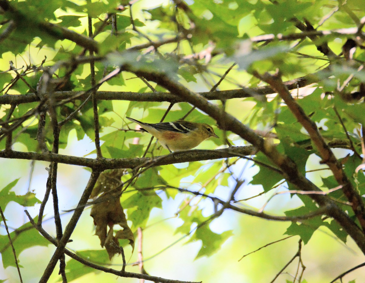 Bay-breasted Warbler - ML264665811