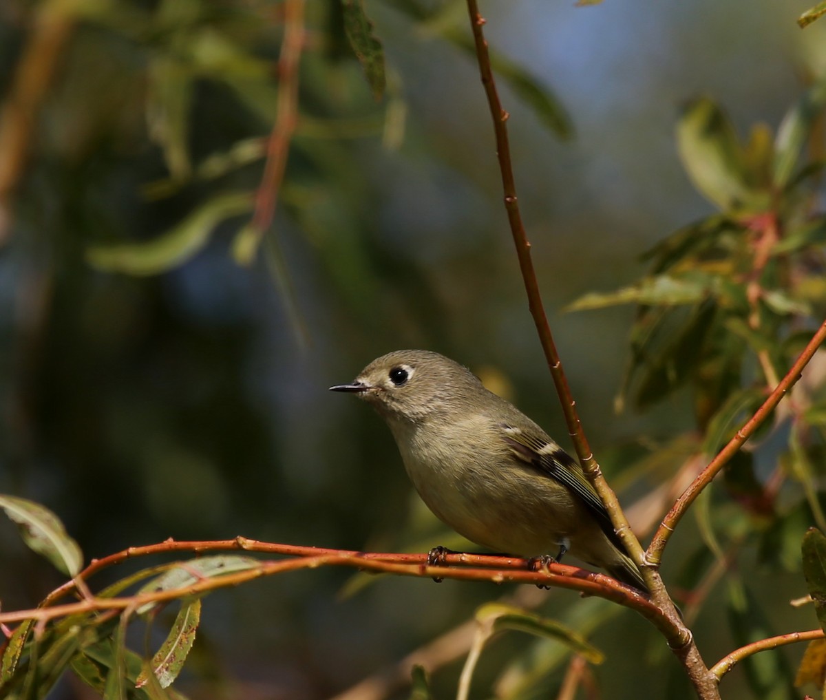 Ruby-crowned Kinglet - Yves Dugré