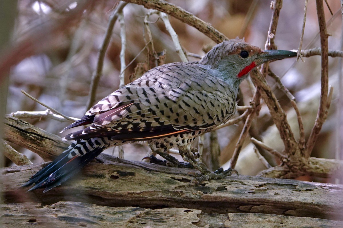 Northern Flicker (Red-shafted) - ML264669761