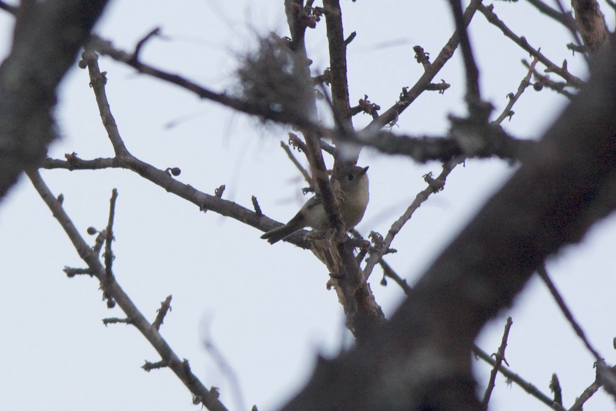 Ruby-crowned Kinglet - Cory Gregory