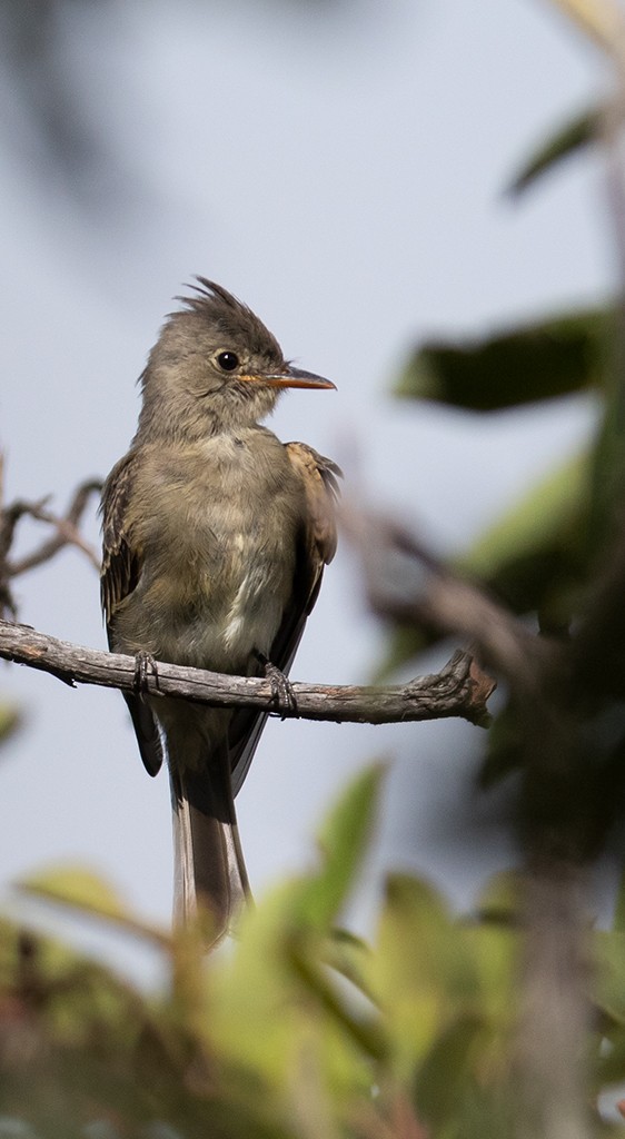 Greater Pewee (Mexican) - manuel grosselet