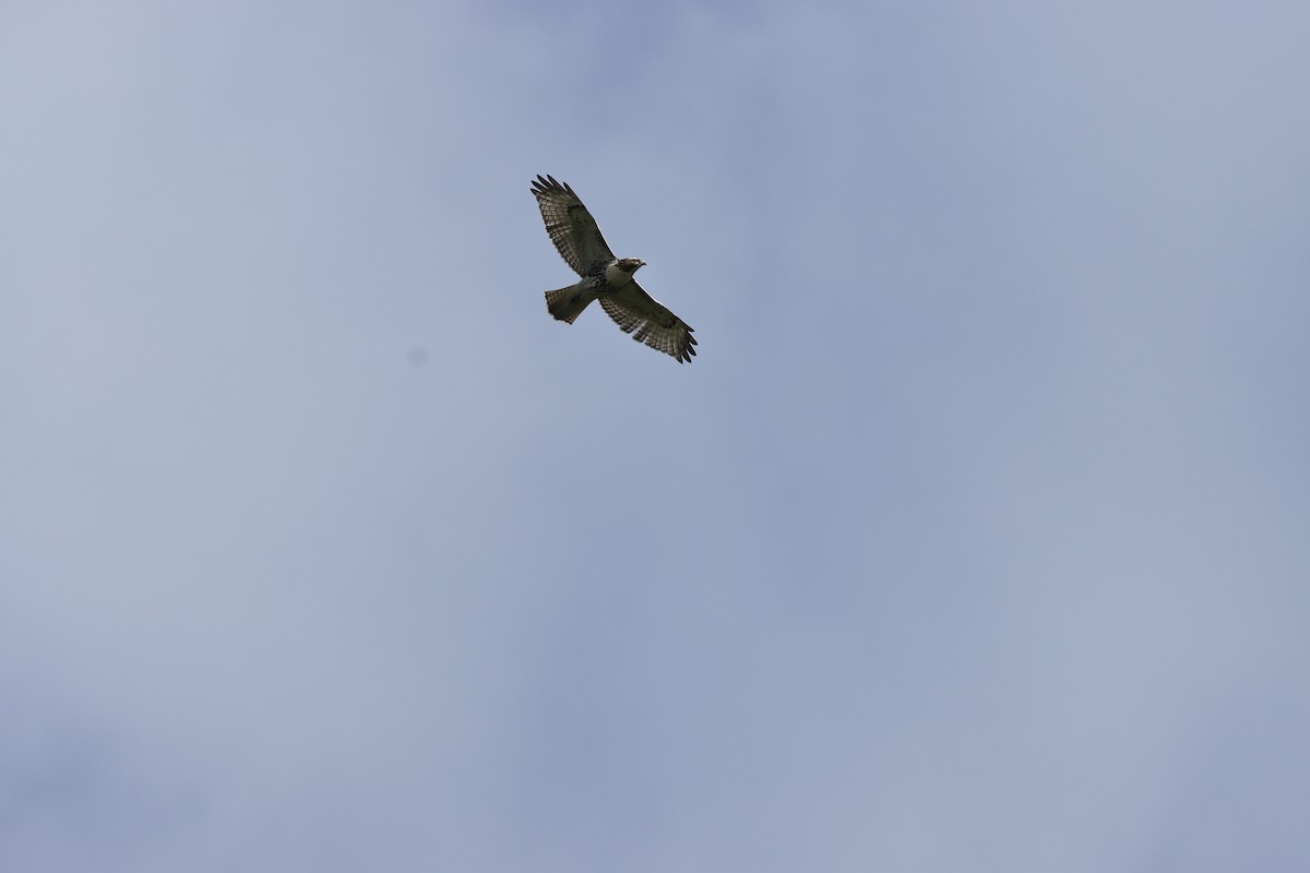 Red-tailed Hawk - ML264705031