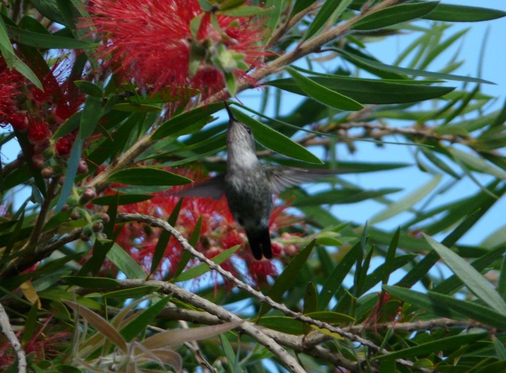 Vervain Hummingbird - Simon Tonge
