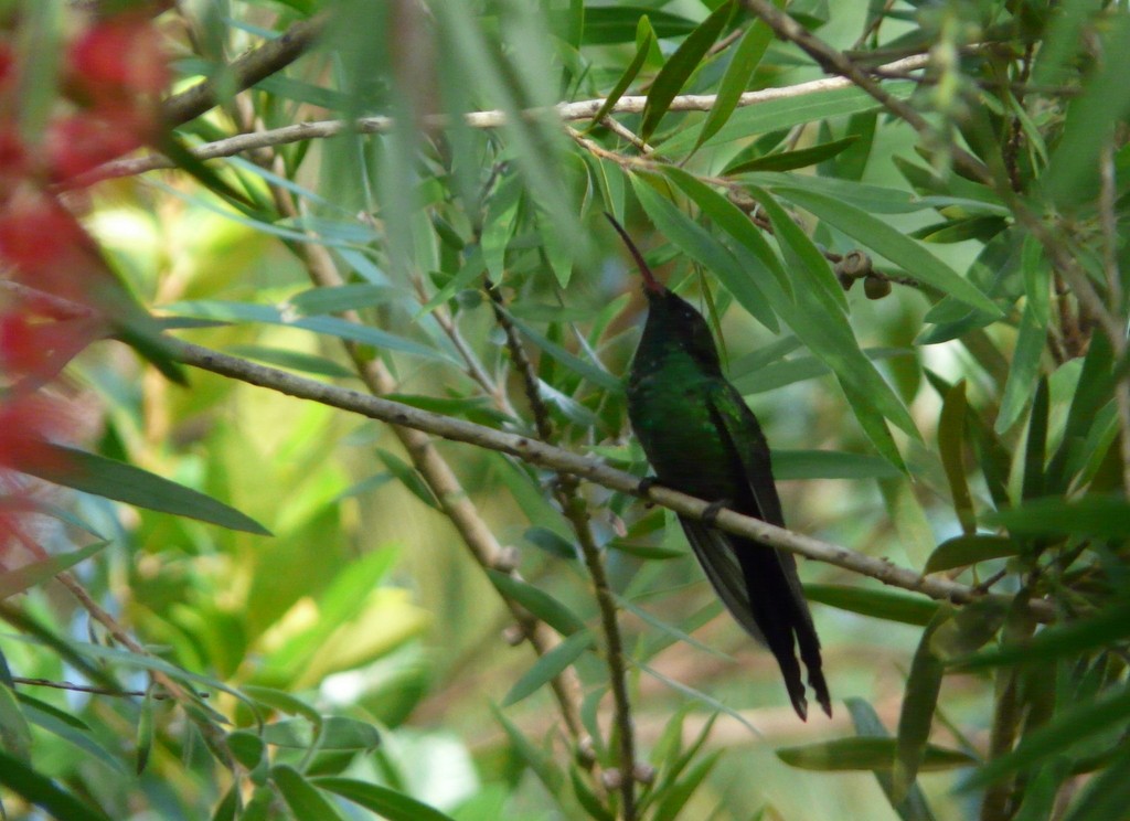 kolibřík červenozobý - ML26470551