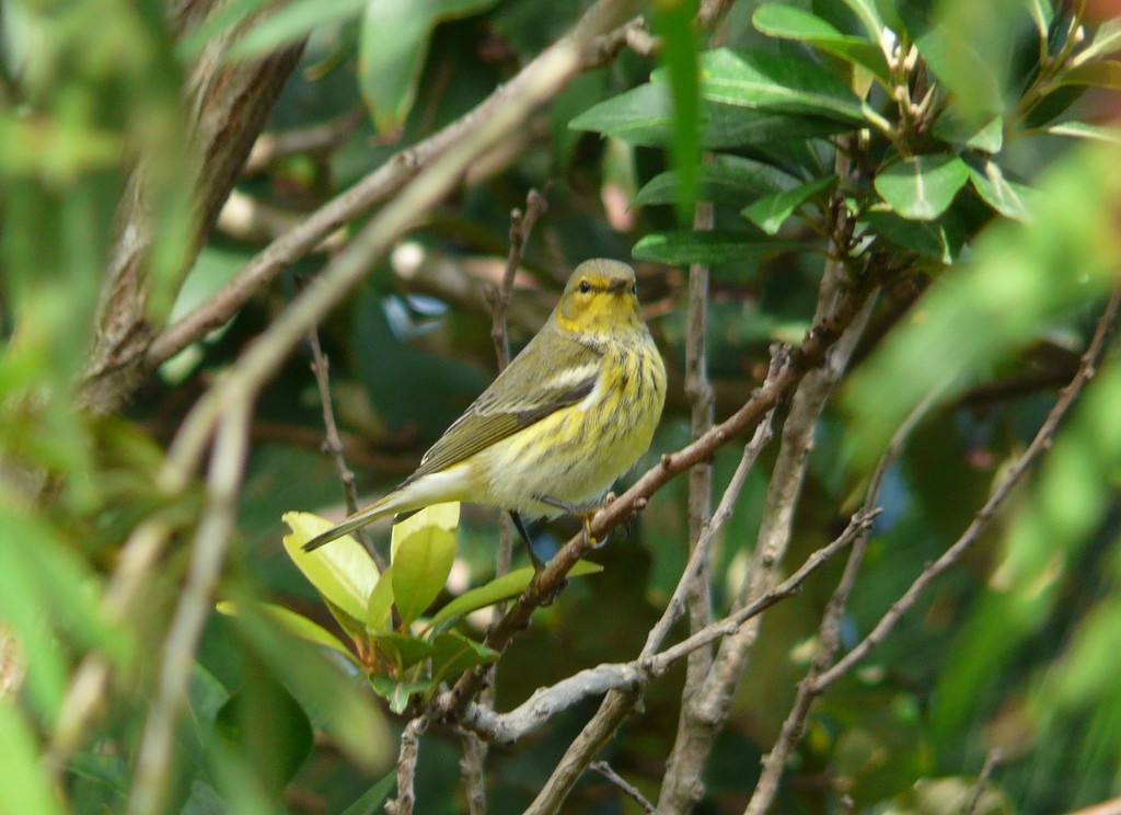 Cape May Warbler - ML26470611