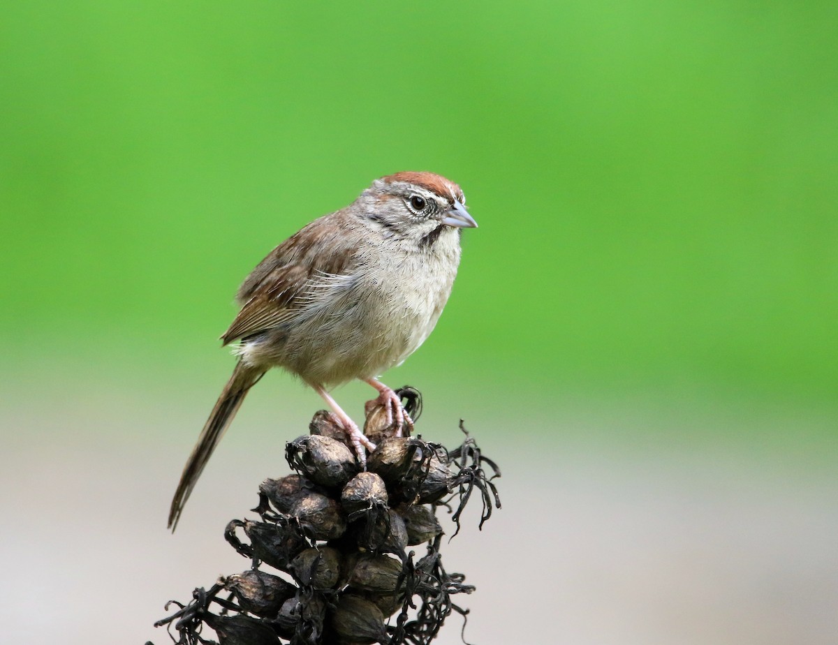 Rufous-crowned Sparrow - Gerardo  Durá