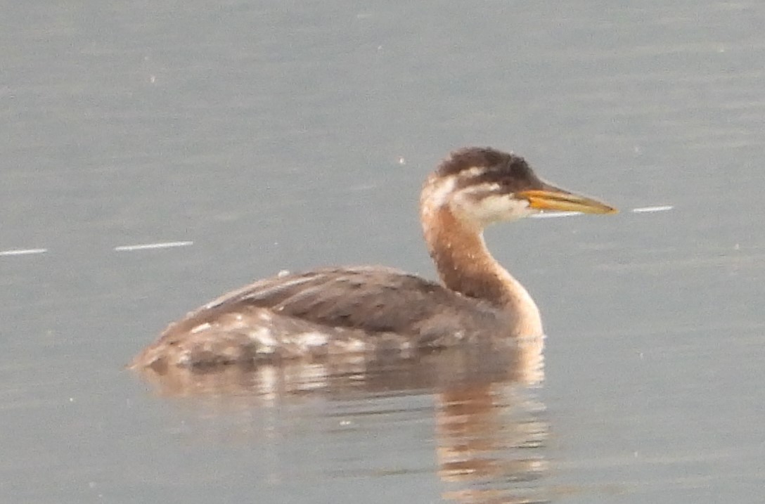 Red-necked Grebe - ML264711591