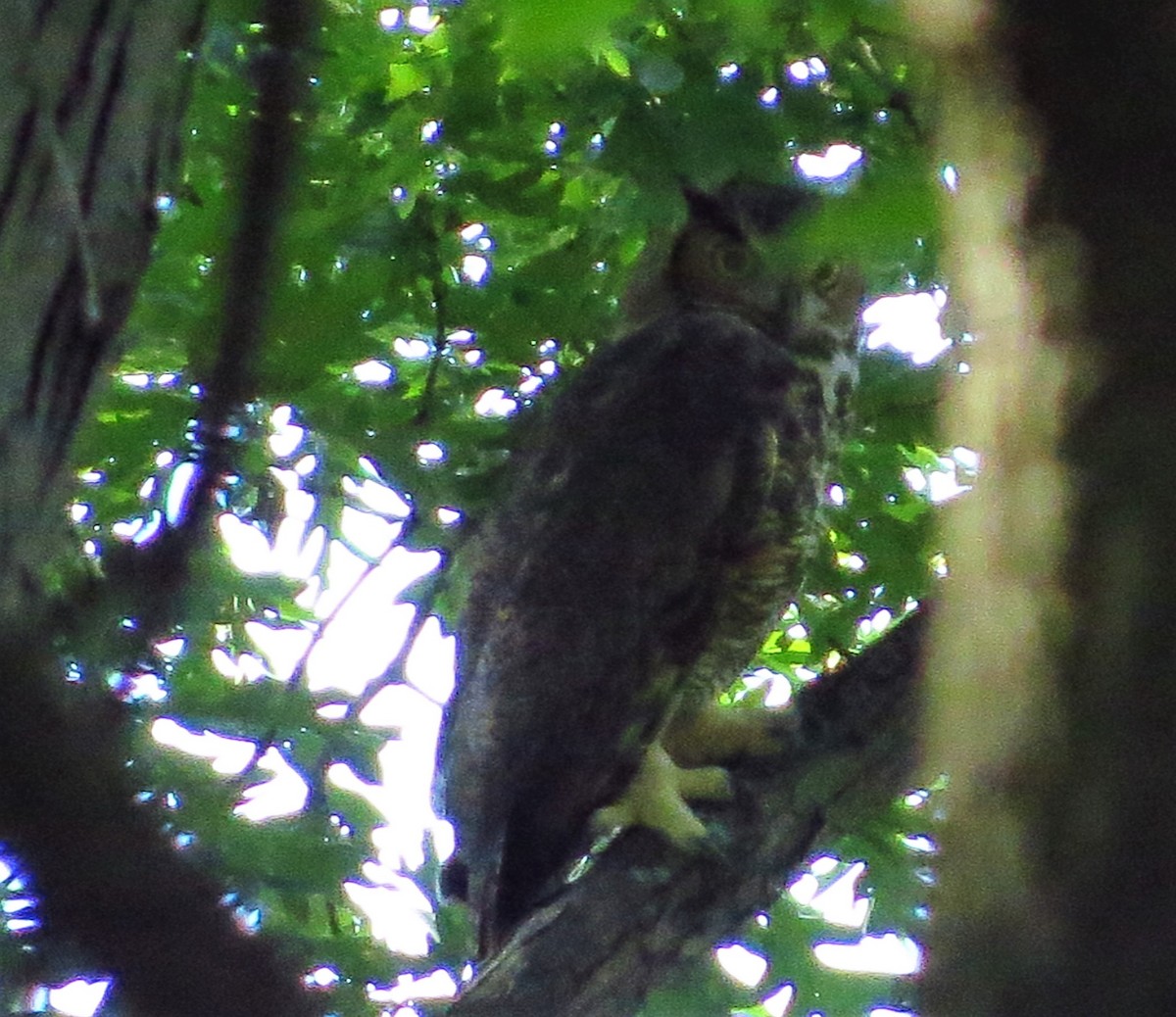 Great Horned Owl - ML264714151