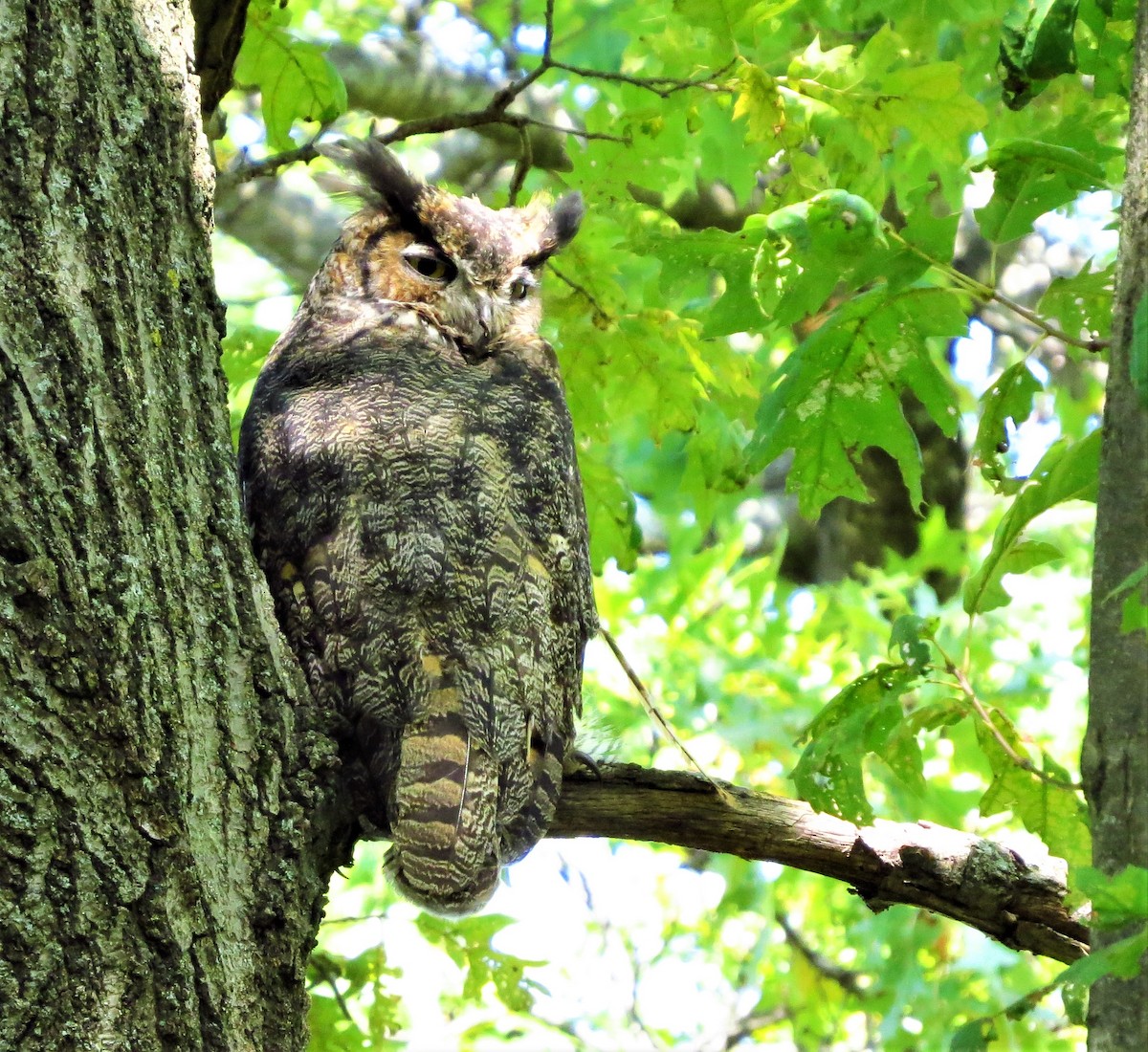 Great Horned Owl - ML264714161