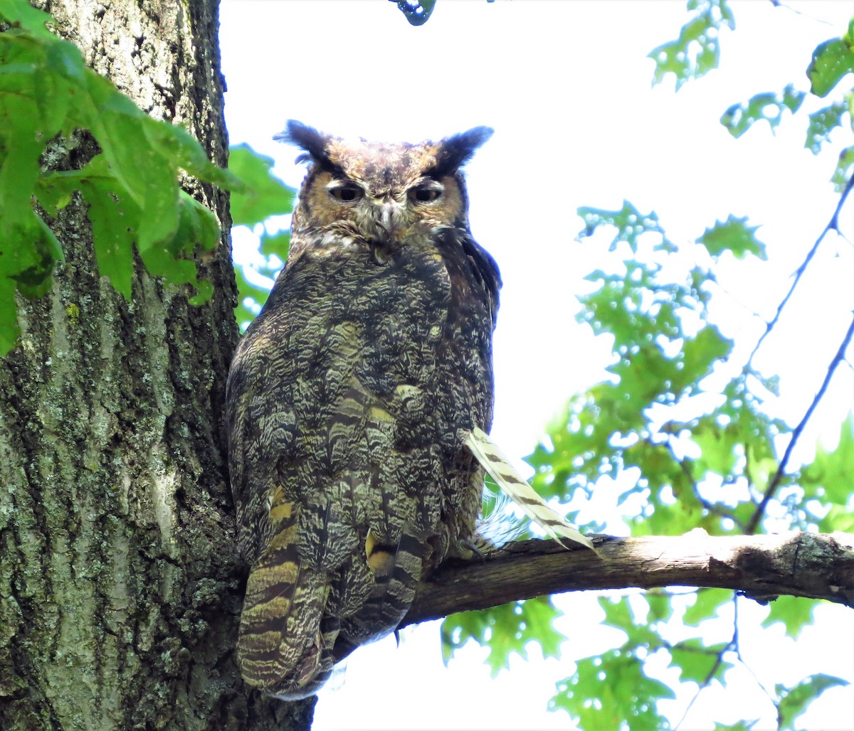 Great Horned Owl - ML264714181