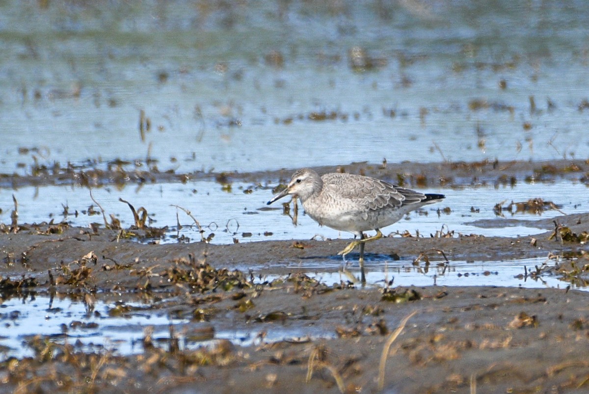 Red Knot - ML264714981