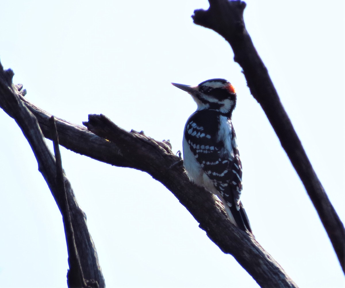 Hairy Woodpecker - ML264715091