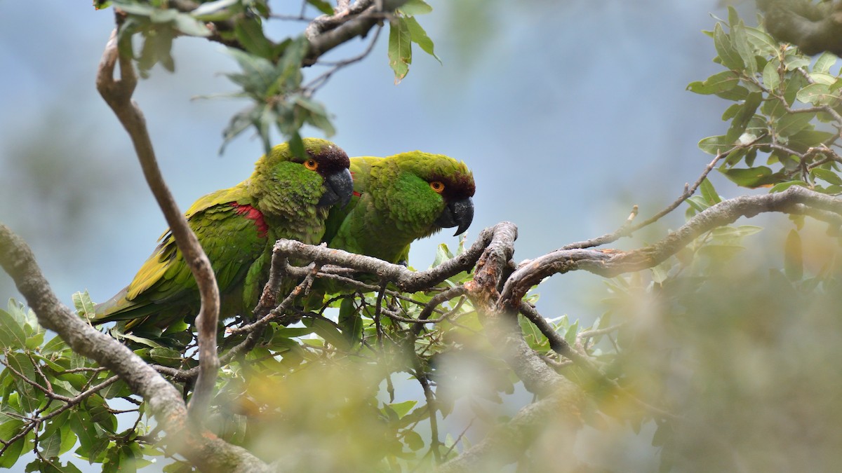 Maroon-fronted Parrot - ML264719781