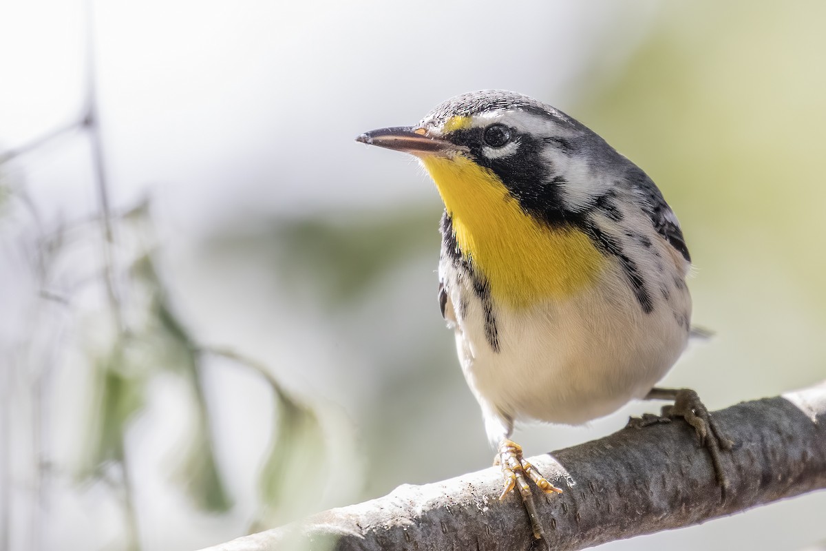 Yellow-throated Warbler - Bill Wood