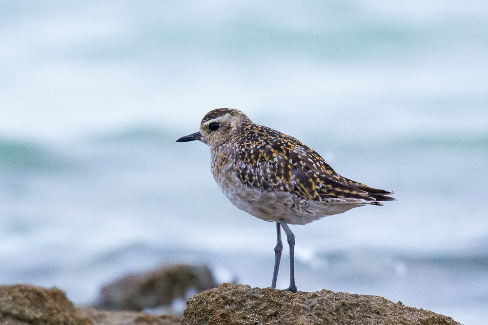 Pacific Golden-Plover - Sharon Kennedy