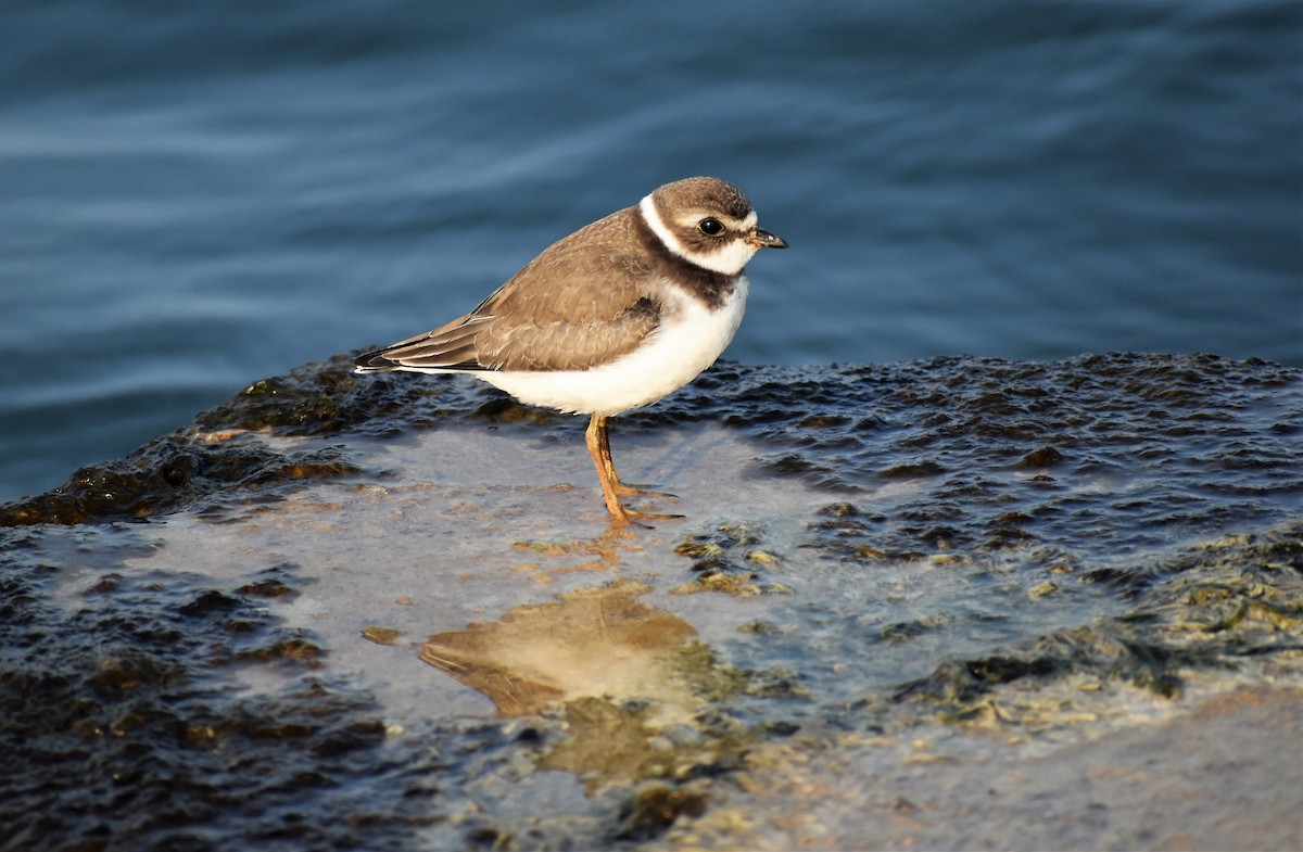 Semipalmated Plover - ML264723941