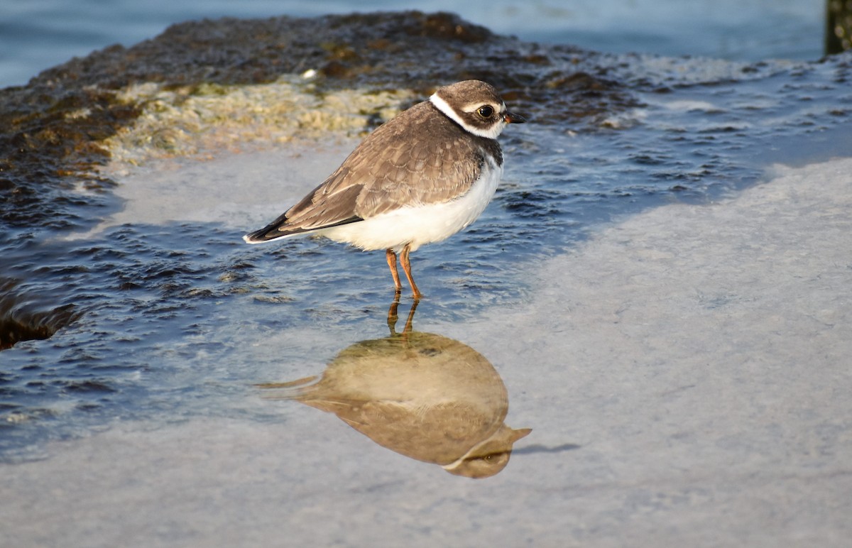 Semipalmated Plover - ML264724011