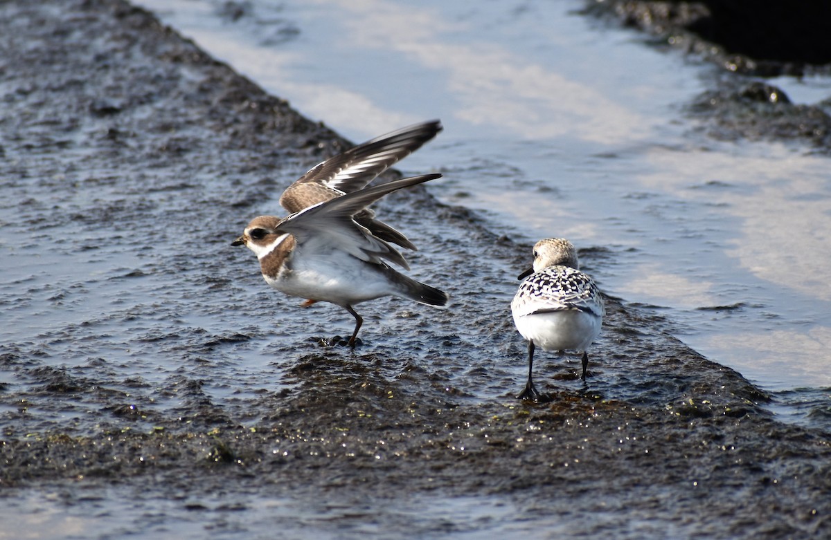Semipalmated Plover - Lisa Casler