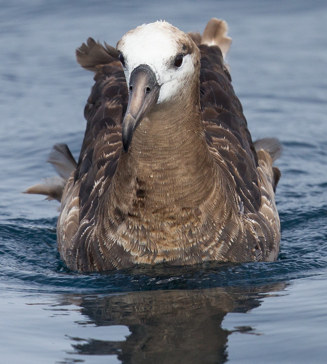 Albatros à pieds noirs - ML264725551