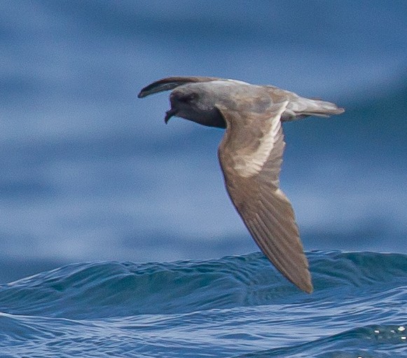 Fork-tailed Storm-Petrel - ML264726211