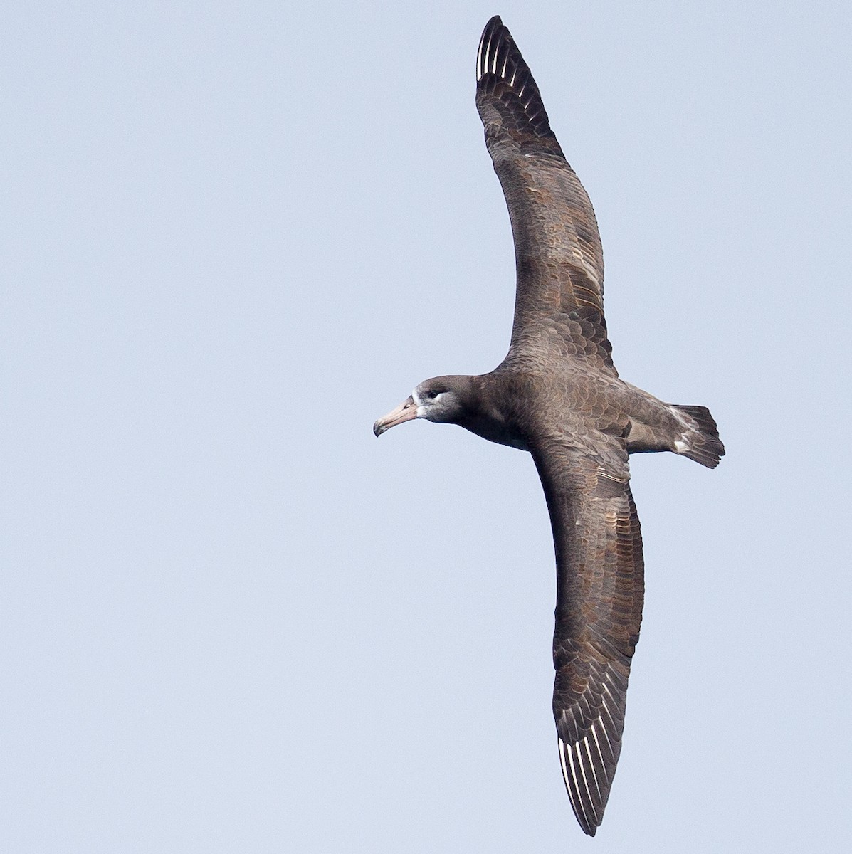 Albatros à pieds noirs - ML264726281