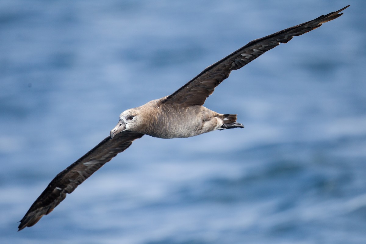 Albatros à pieds noirs - ML264726461