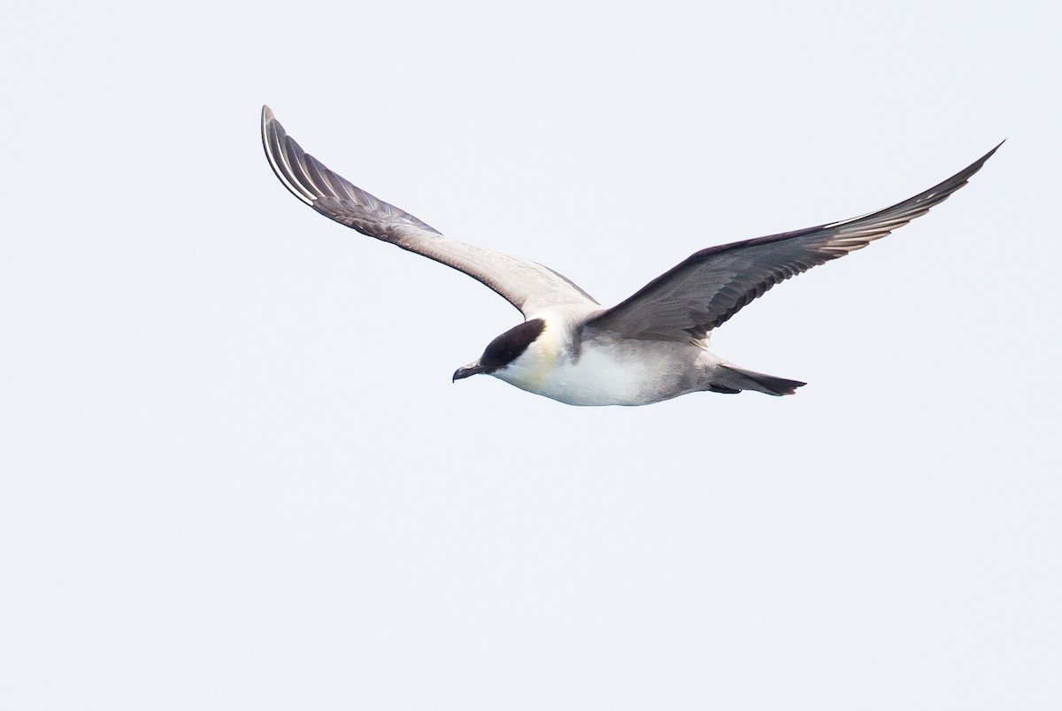 Long-tailed Jaeger - ML264726501