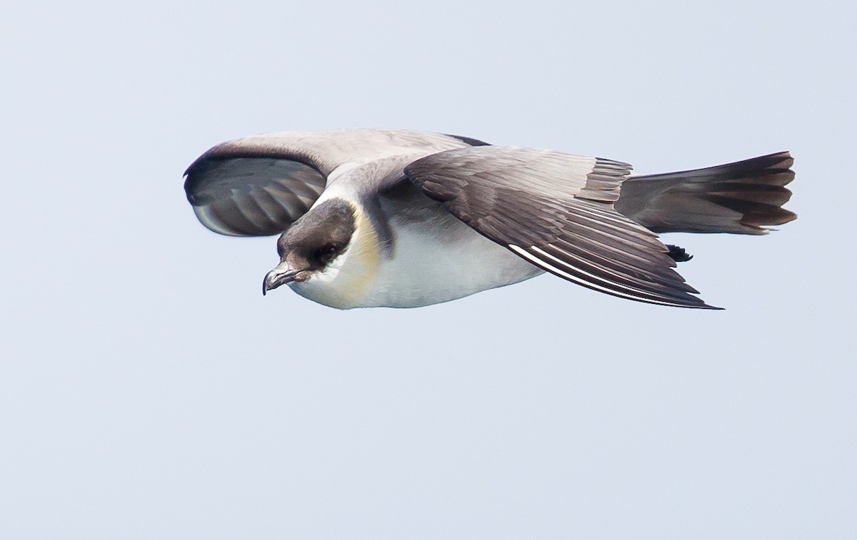Long-tailed Jaeger - ML264726551