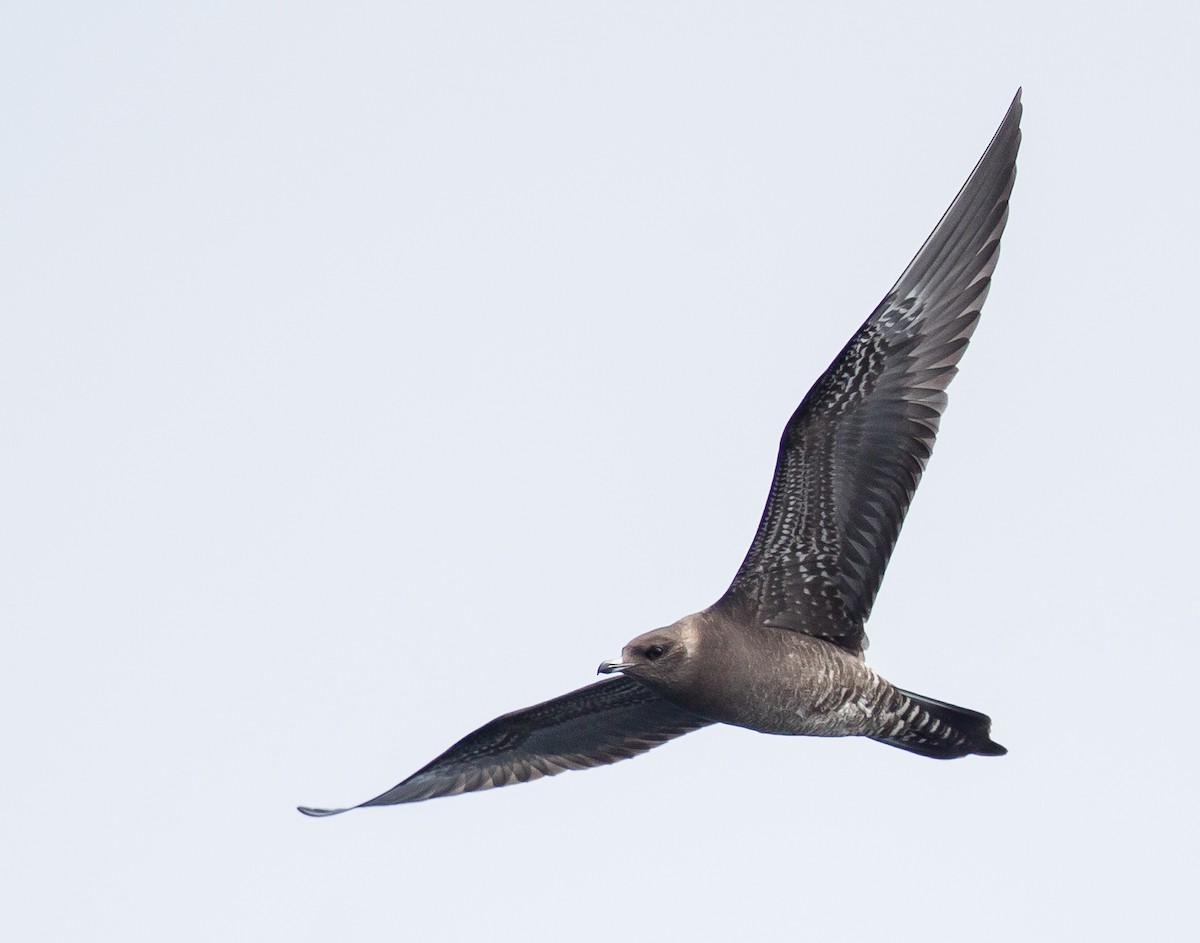 Long-tailed Jaeger - ML264726581
