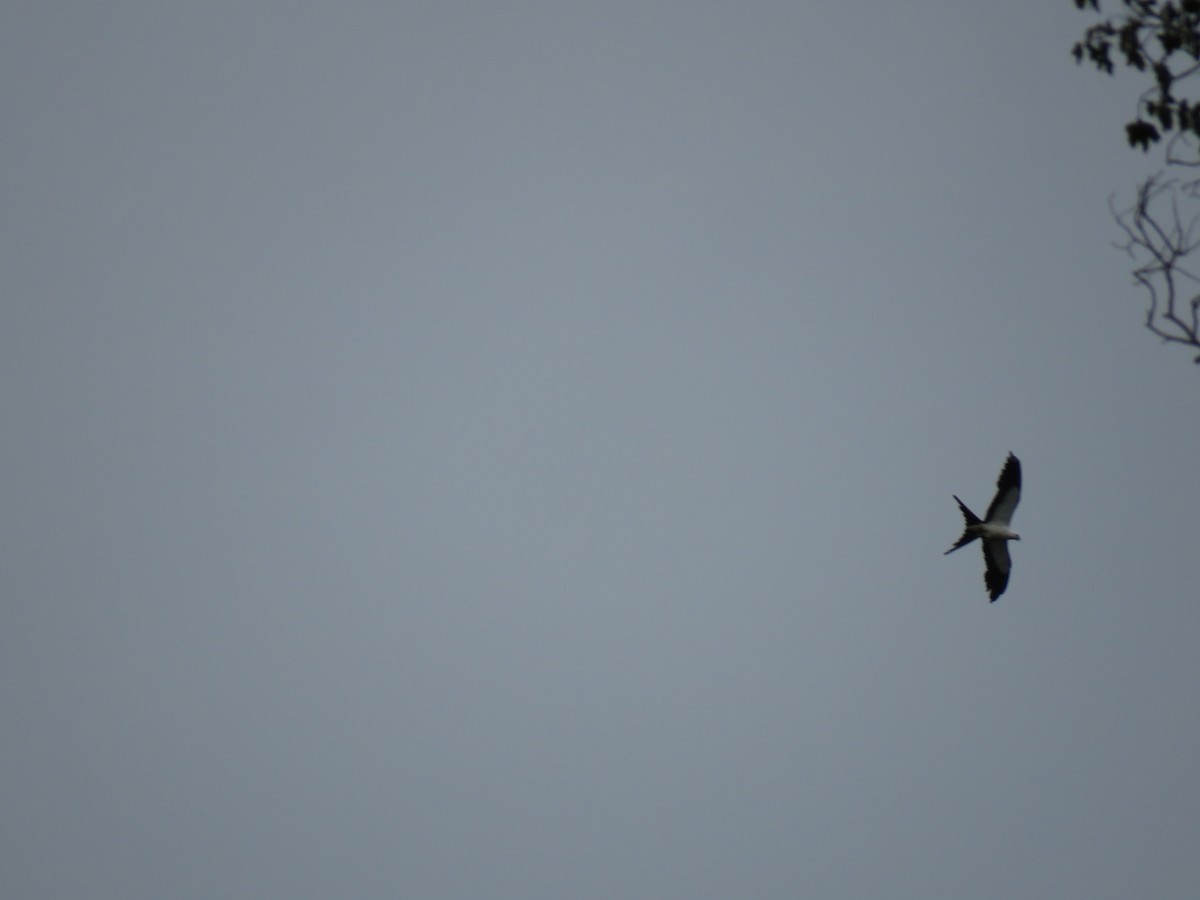 Swallow-tailed Kite - ML264727781