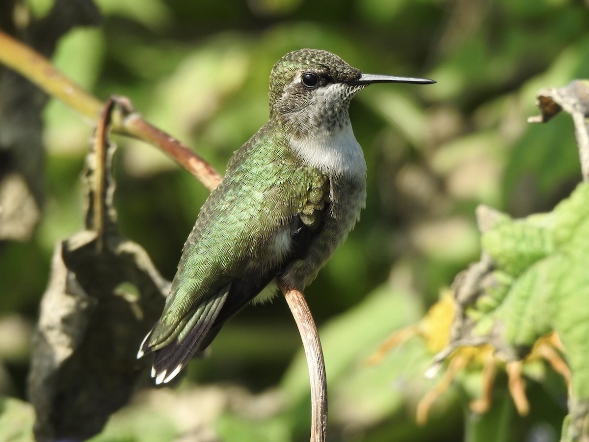 Ruby-throated Hummingbird - Matthew Thompson