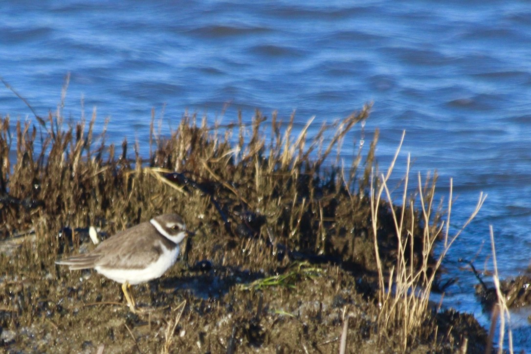 Semipalmated Plover - ML264729311