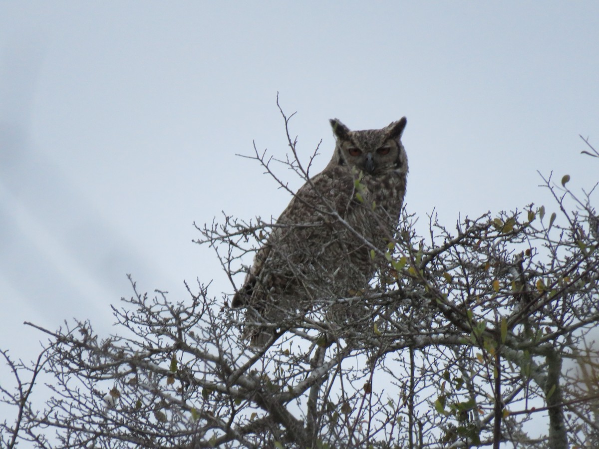 Great Horned Owl - ML264731071