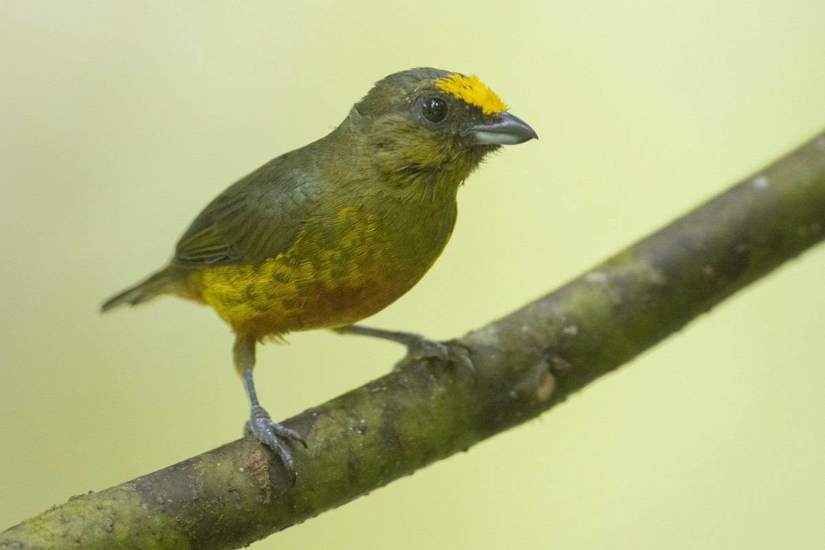 eBird Central America Checklist - 11 Sep 2020 - Veragua Rainforest Park ...